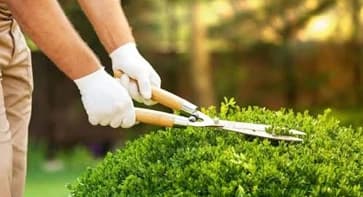 jardineria